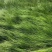 细叶芒斑叶芒基地直供量大从优