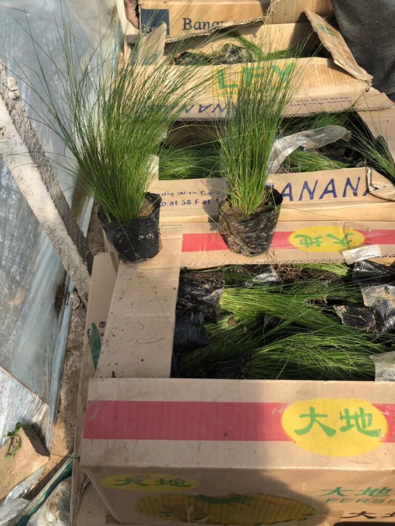 细叶芒斑叶芒基地直供量大从优