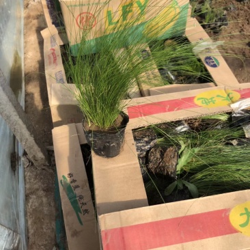 细叶芒斑叶芒基地直供量大从优