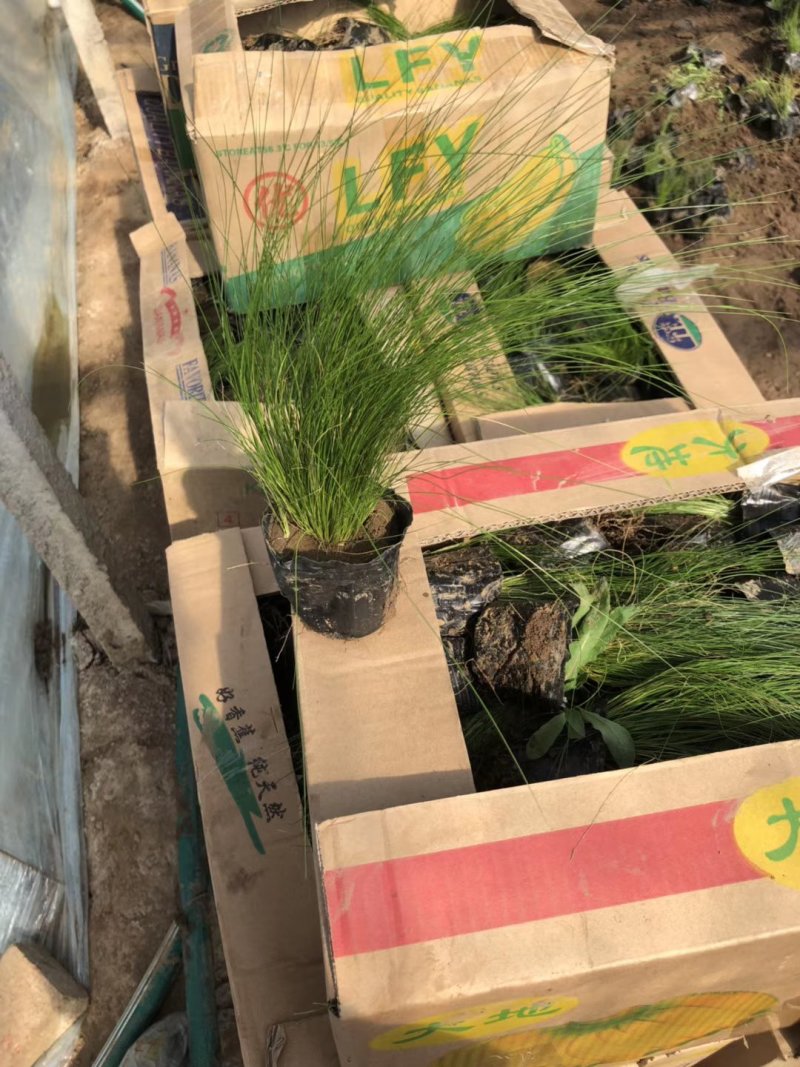 细叶芒斑叶芒基地直供量大从优