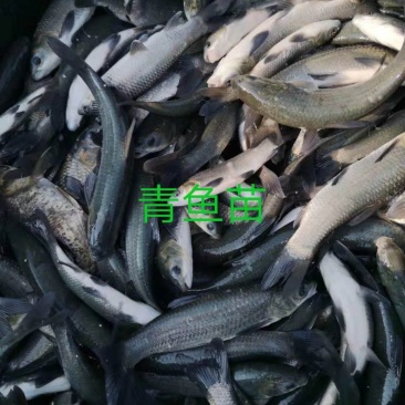 青鱼苗广东热销青鱼苗规格3-12Cm保证成活率