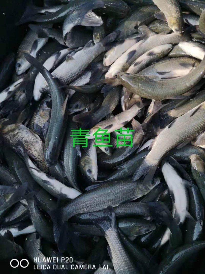青鱼苗广东热销青鱼苗规格3-12Cm保证成活率