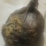 风干一年的鸡宝