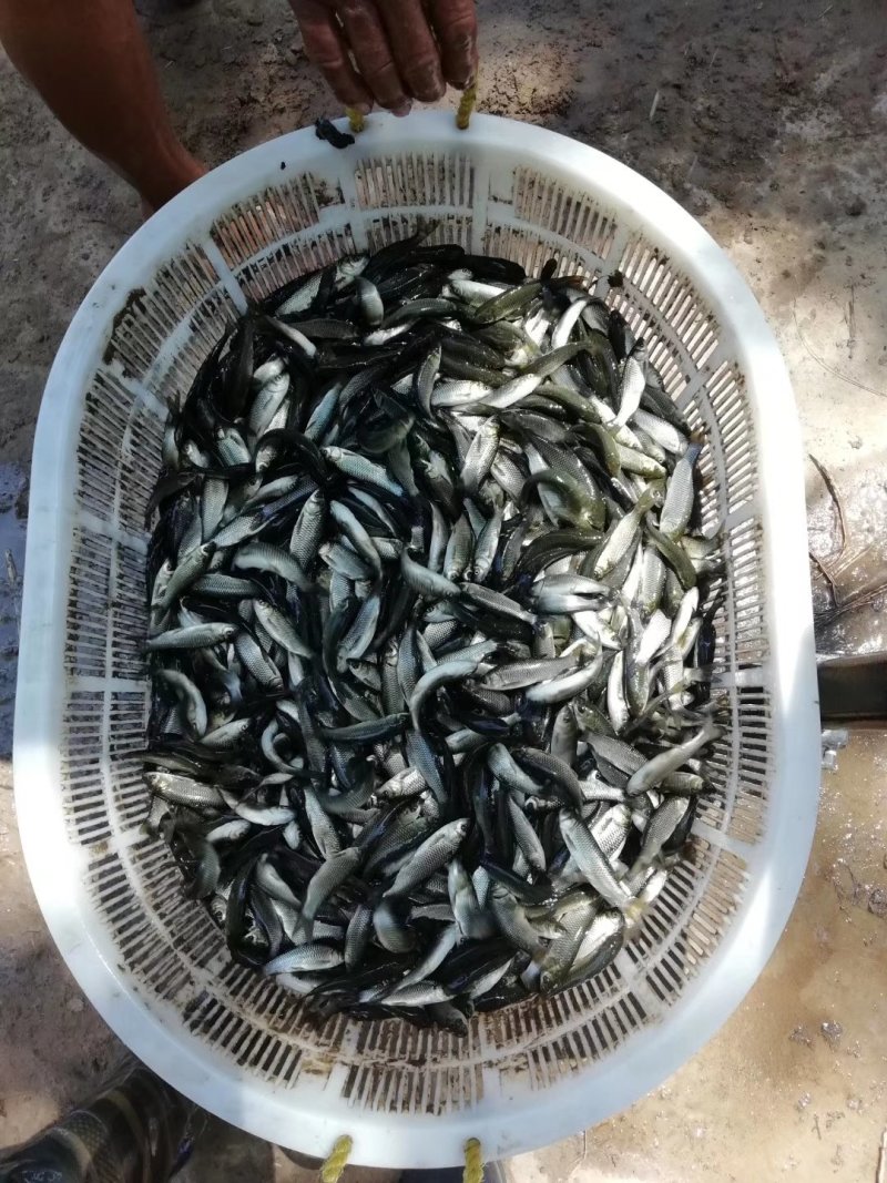 长期供应淡水鱼苗，草鱼，鲤鱼，鲫鱼，鲢鱼，武昌鱼苗