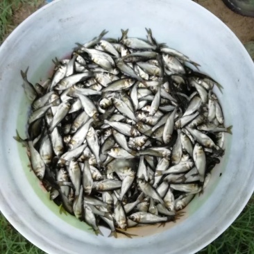 长期供应淡水鱼苗，草鱼，鲤鱼，鲫鱼，鲢鱼，武昌鱼苗
