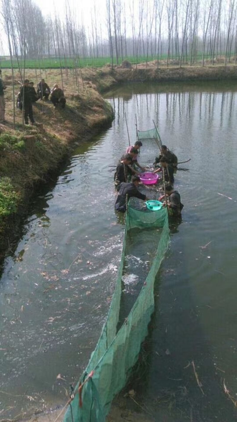 长期供应淡水鱼苗，草鱼，鲤鱼，鲫鱼，鲢鱼，武昌鱼苗
