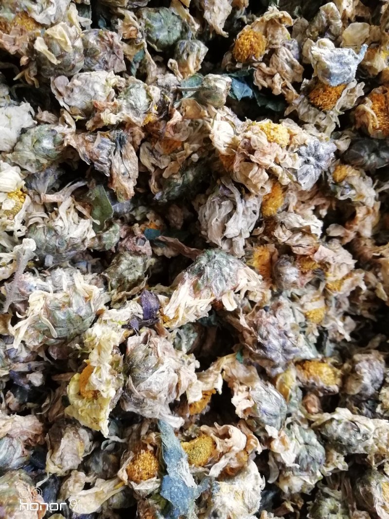 杭白菊