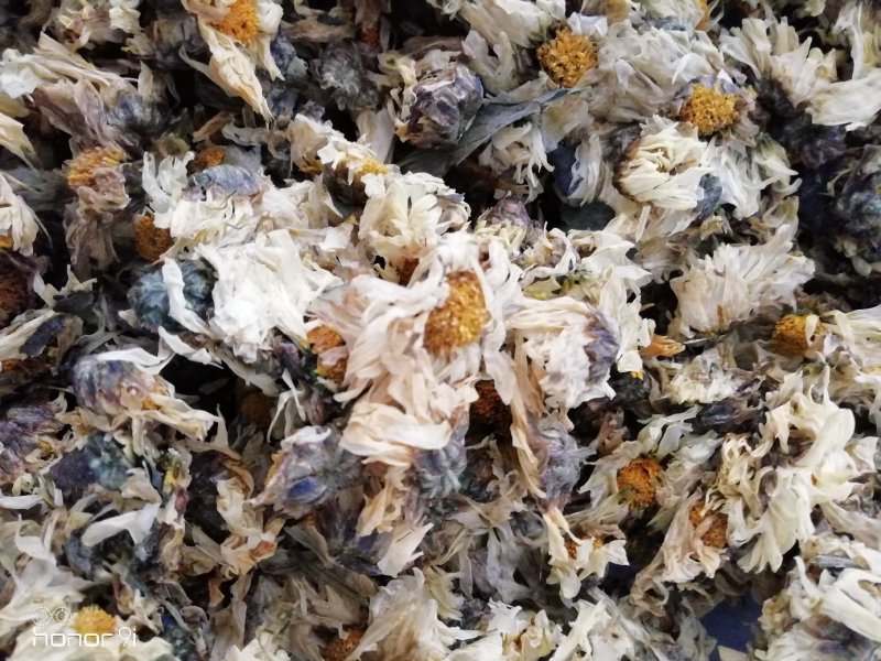杭白菊