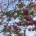 红花风铃木