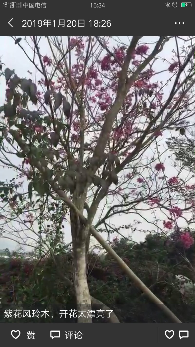 红花风铃木