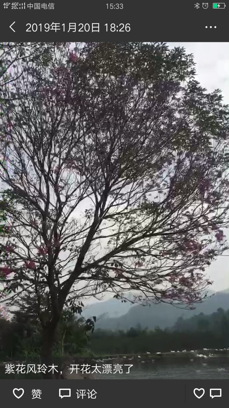 红花风铃木