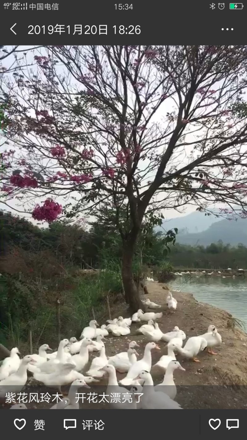 红花风铃木