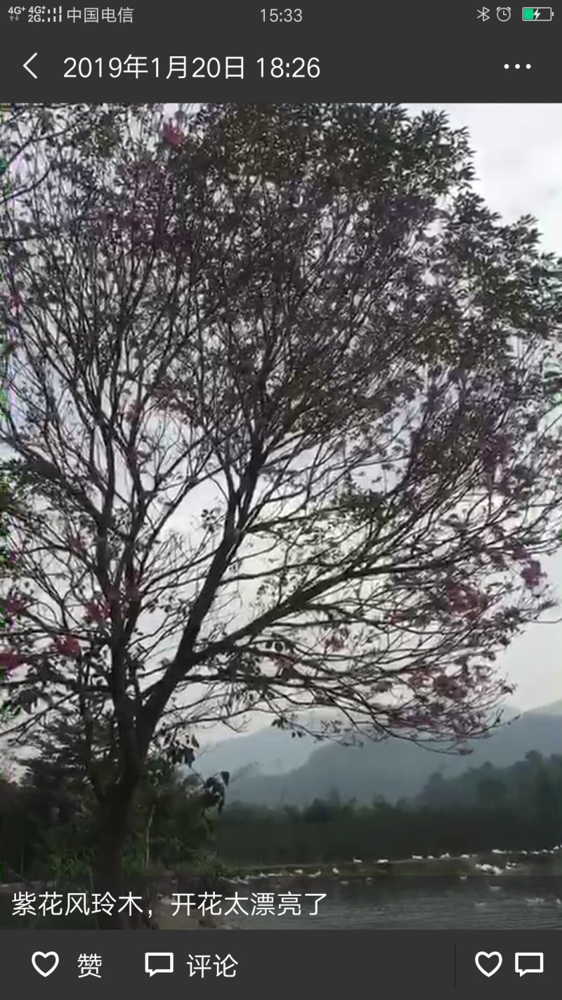 红花风铃木