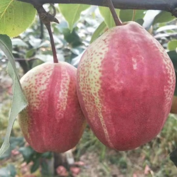 彩虹梨树苗