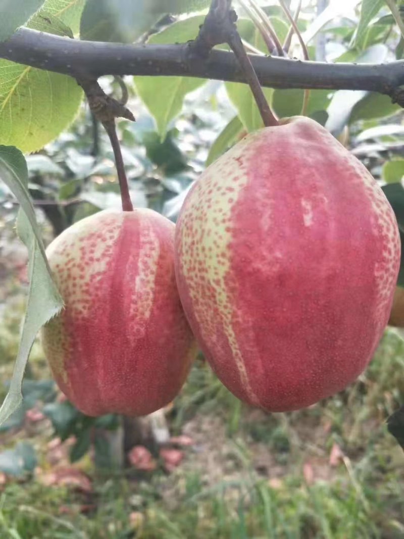彩虹梨树苗
