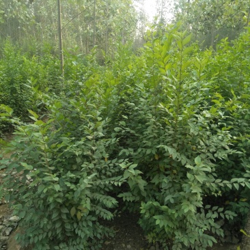 榆树苗，鲁西北华兴苗木基地当年小榆树苗，面积大农户直发