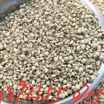 薏米，薏仁米