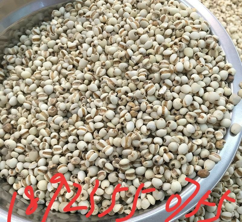 薏米，薏仁米