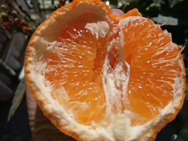 春见耙耙柑不知火嫁接穗条15-35厘米长量大从优