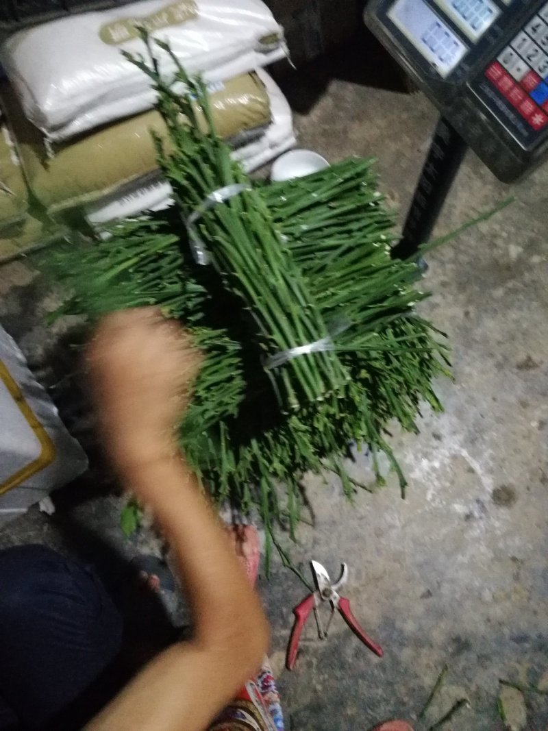 春见耙耙柑不知火嫁接穗条15-35厘米长量大从优