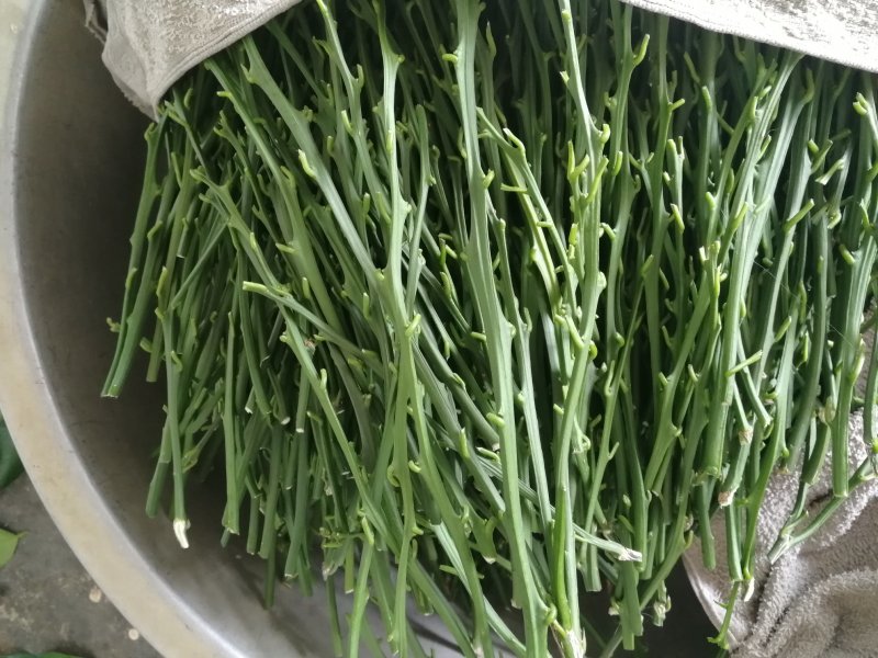 春见耙耙柑不知火嫁接穗条15-35厘米长量大从优