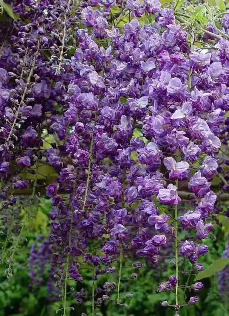 紫藤进口多花新品种紫藤五个颜色可选其它颜色都类似