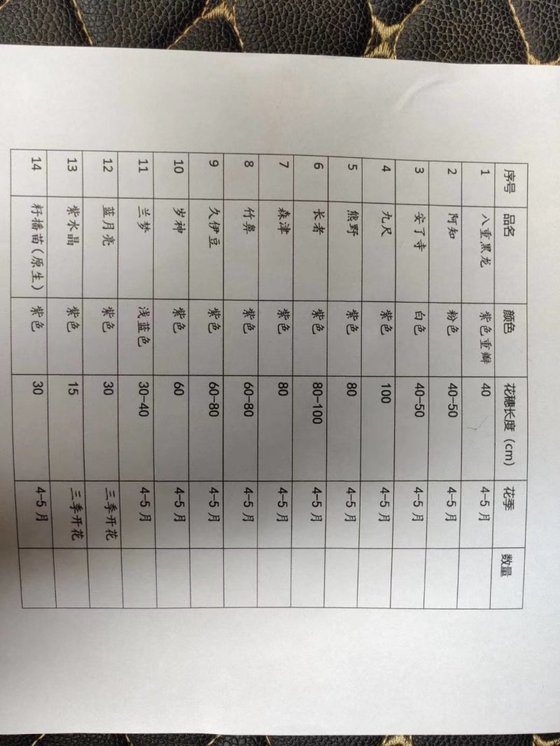 紫藤进口多花新品种紫藤五个颜色可选其它颜色都类似