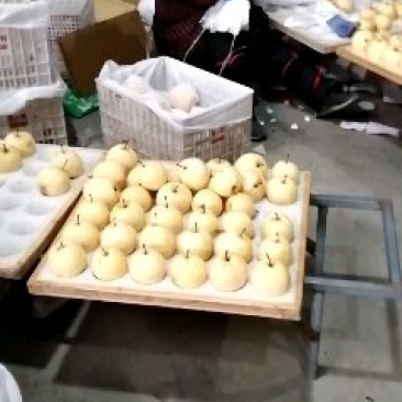 酥梨，长把梨，红香酥