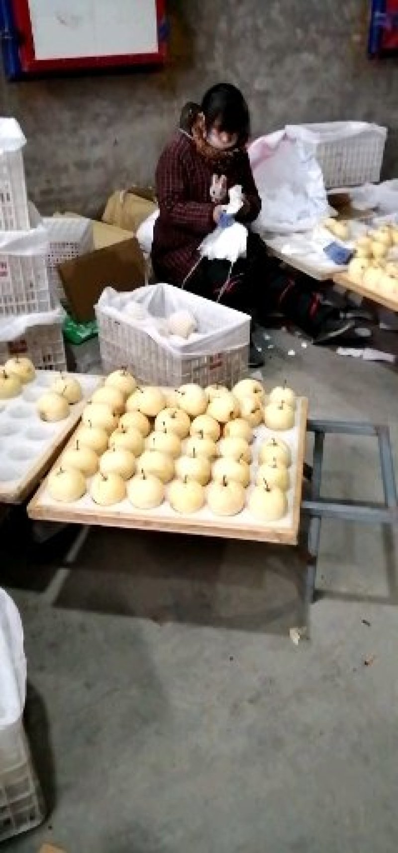 酥梨，长把梨，红香酥