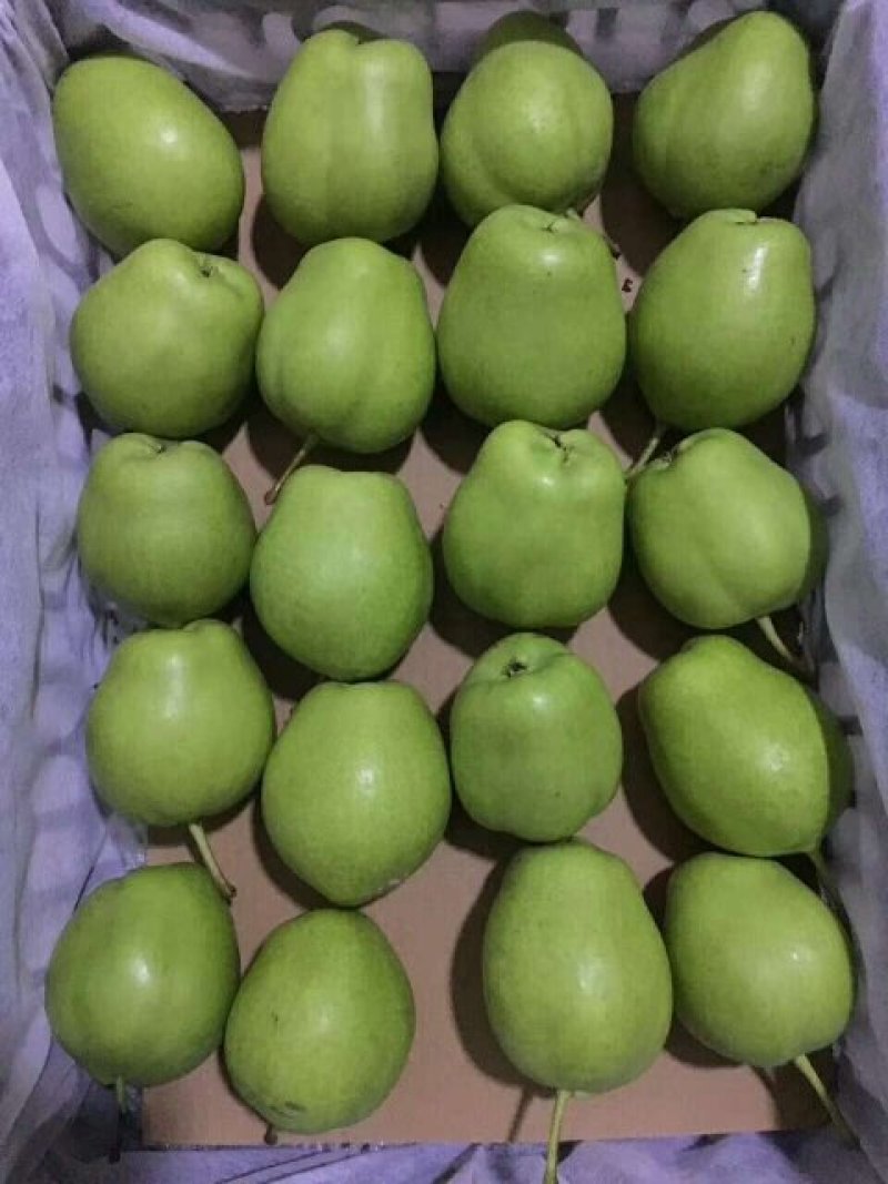 酥梨，长把梨，红香酥