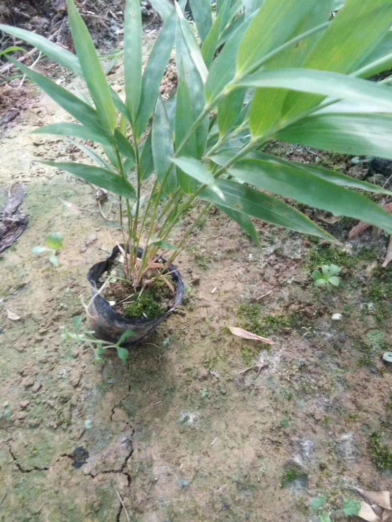 大竹方竹，罗汉竹