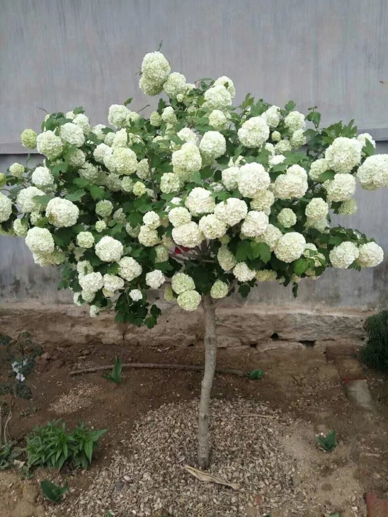 斗球大花斗球中华木绣球麻叶绣球八仙花草本植物多色可选