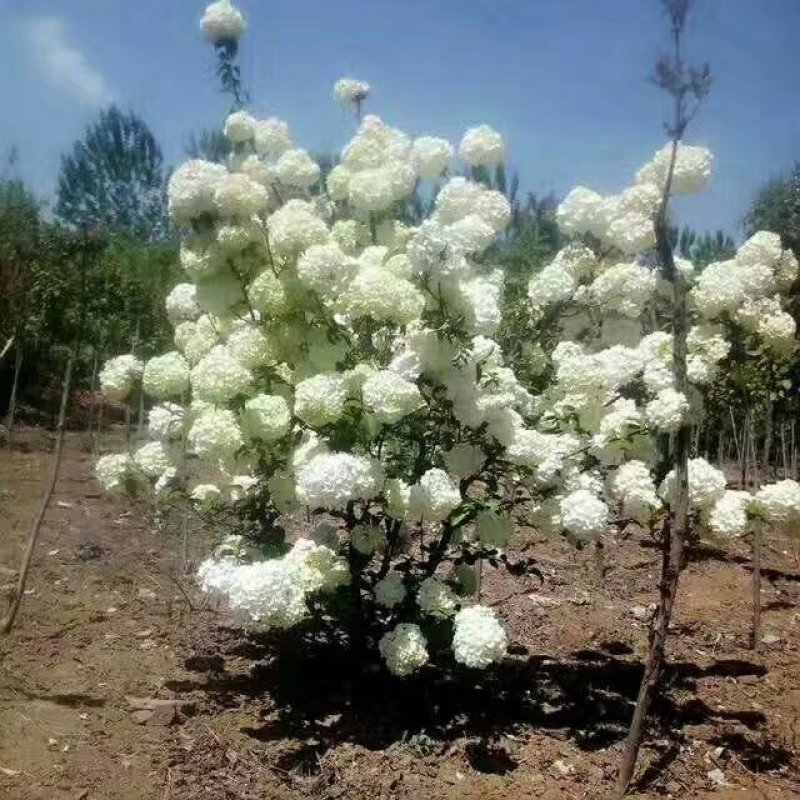 斗球大花斗球中华木绣球麻叶绣球八仙花草本植物多色可选