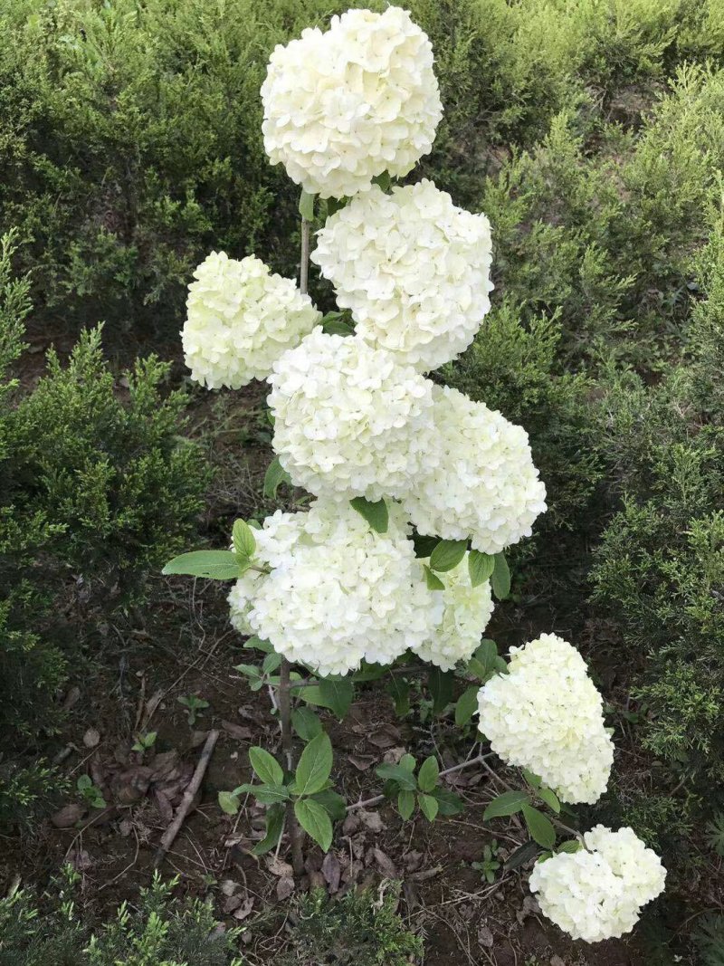 斗球大花斗球中华木绣球麻叶绣球八仙花草本植物多色可选