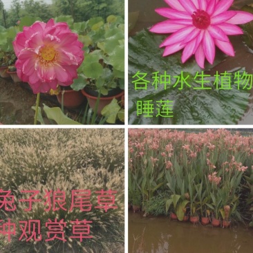 睡莲，各种水生植物等