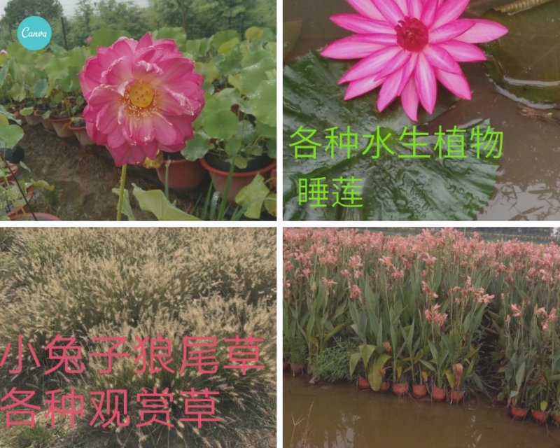 睡莲，各种水生植物等