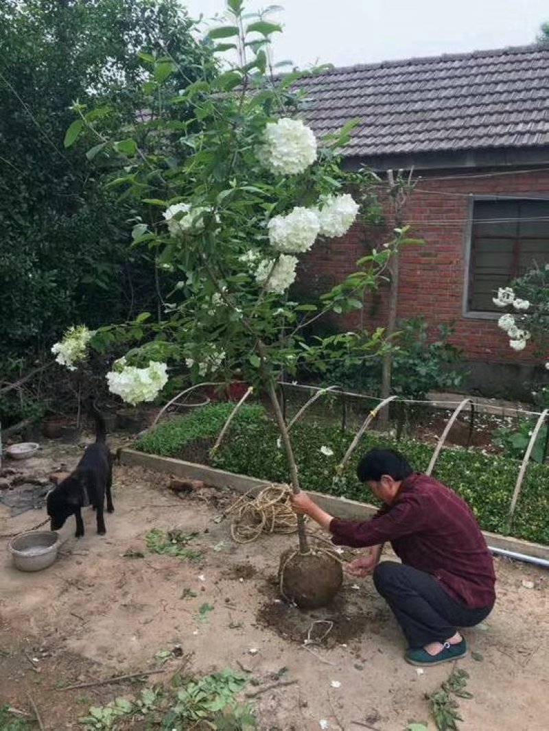 斗球大花斗球中华木绣球麻叶绣球八仙花草本植物多色可选