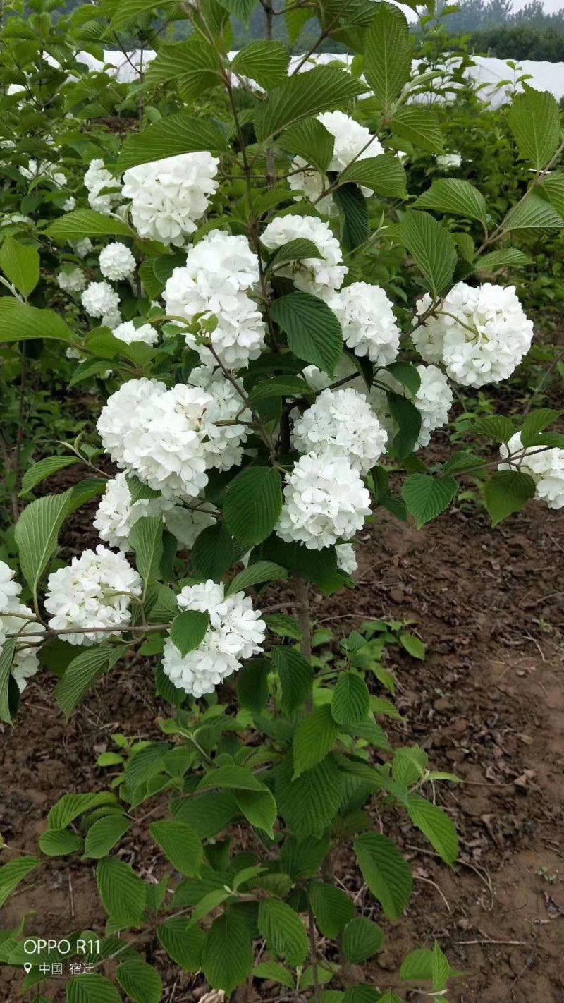 斗球大花斗球中华木绣球麻叶绣球八仙花草本植物多色可选