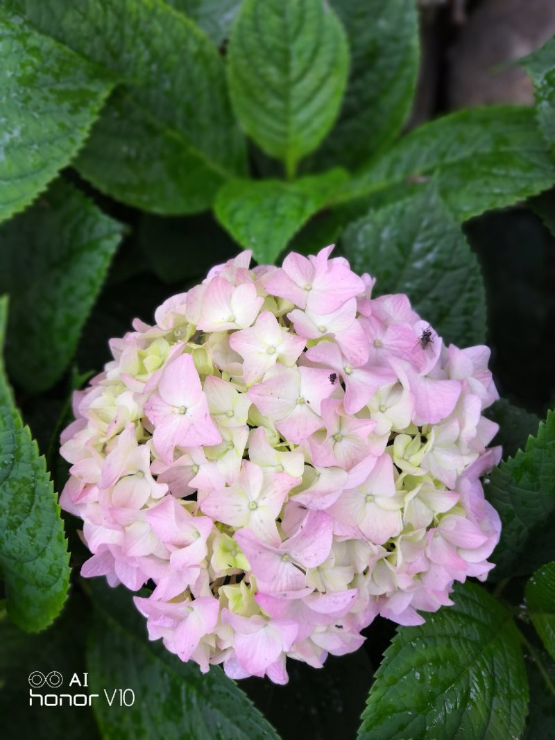 斗球大花斗球中华木绣球麻叶绣球八仙花草本植物多色可选