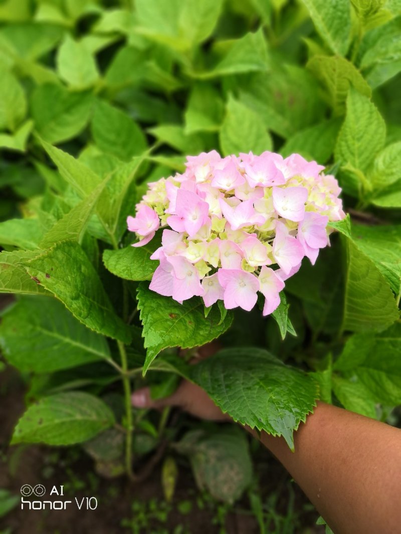 斗球大花斗球中华木绣球麻叶绣球八仙花草本植物多色可选