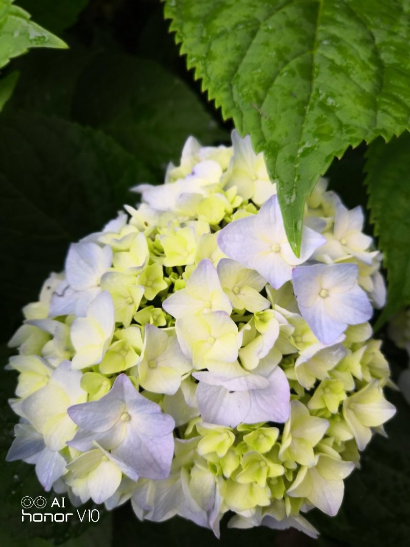 斗球大花斗球中华木绣球麻叶绣球八仙花草本植物多色可选