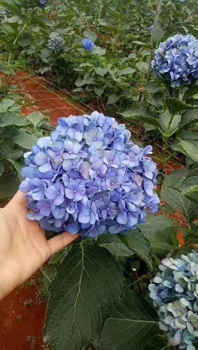 斗球大花斗球中华木绣球麻叶绣球八仙花草本植物多色可选