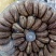 优质虎皮腰果王