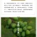 批发供应新货胖大海茶胖大海散装花草茶量大从优OEM
