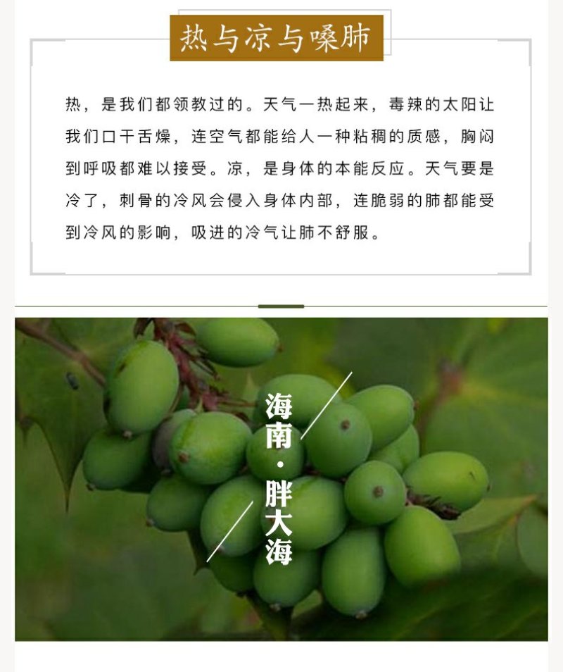 批发供应新货胖大海茶胖大海散装花草茶量大从优OEM