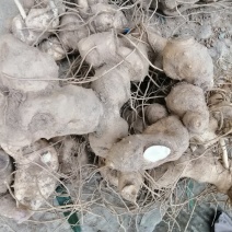 野生大黄精，（纯野生量少质优