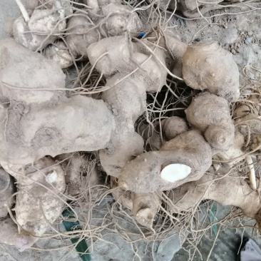 野生大黄精，（纯野生量少质优