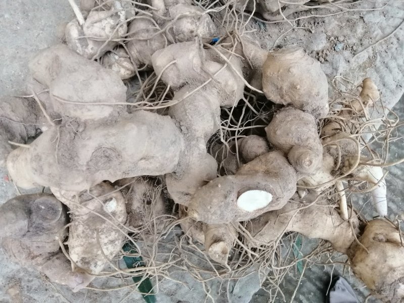 野生大黄精，（纯野生量少质优