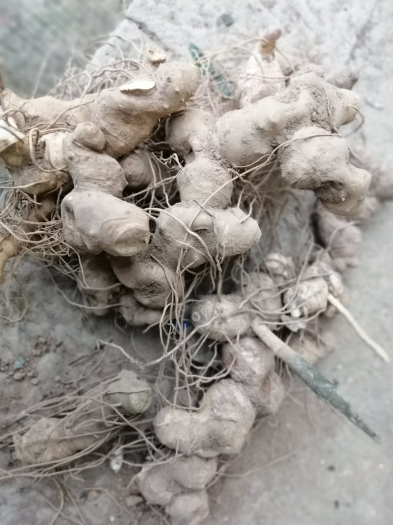 野生大黄精，（纯野生量少质优