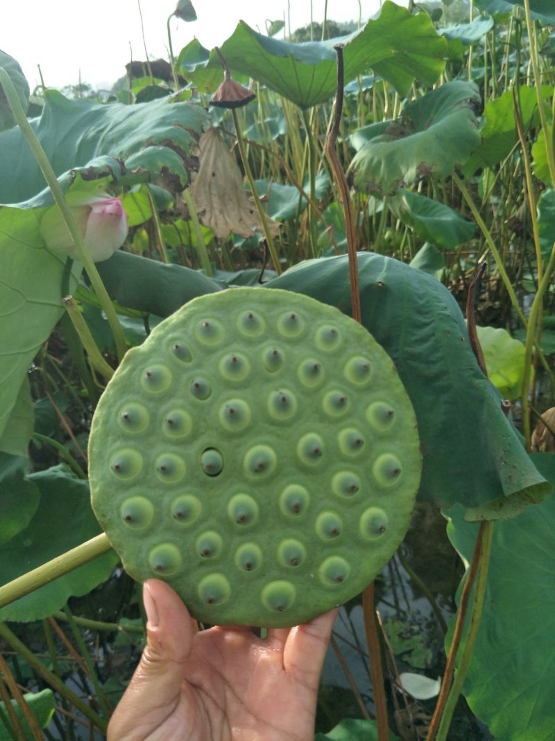 现挖莲蓬藕种太空莲36号藕种